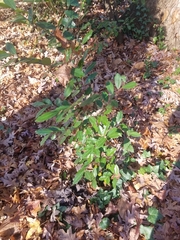 Prunus caroliniana
