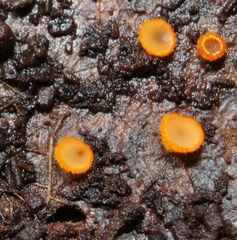 Arachnopeziza aurelia