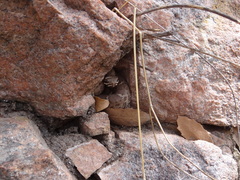 Crotalus willardi willardi