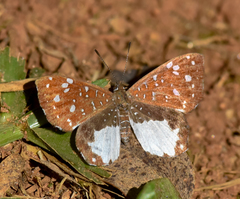 Ithomiola nepos