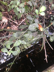 Baccharis glomeruliflora