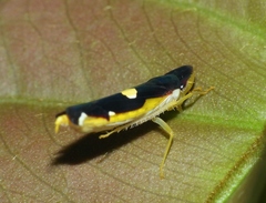 Baleja marginula