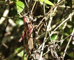 Schistocerca pallens