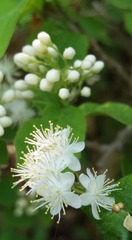 Symplocos paniculata
