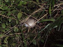 Psilorhinus morio