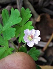 Geranium neglectum
