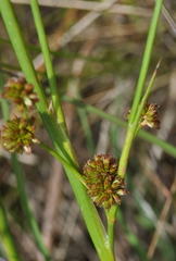 Juncus holoschoenus