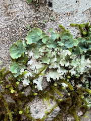 Cetrelia cetrarioides