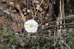 Convolvulus lanuginosus