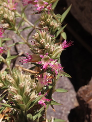 Pleurophora pungens