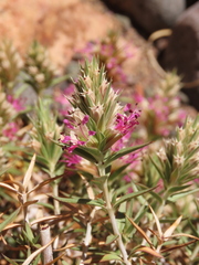 Pleurophora pungens
