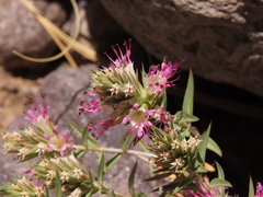 Pleurophora pungens
