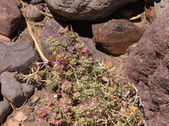 Pleurophora pungens