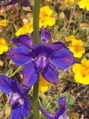 Delphinium uliginosum