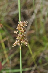 Juncus subsecundus