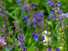 Salvia pratensis pratensis