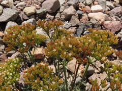 Chorizanthe umbellata