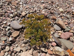Chorizanthe umbellata