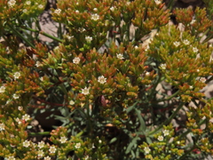 Chorizanthe umbellata