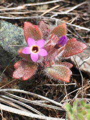Collomia diversifolia