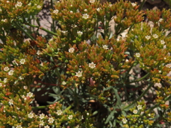 Chorizanthe umbellata