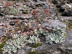 Sedum oblanceolatum