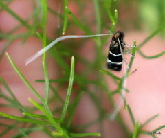 Adela septentrionella