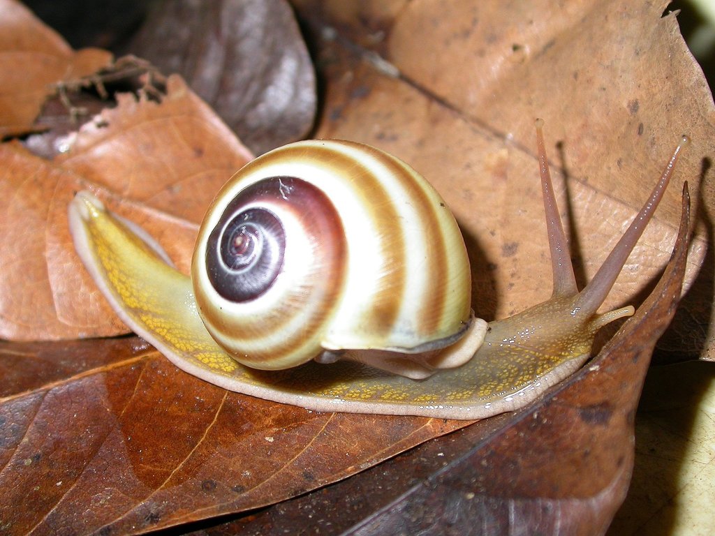 Naninia banggaiensis