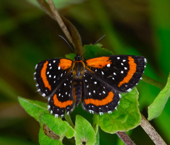 Lemonias stalachtioides