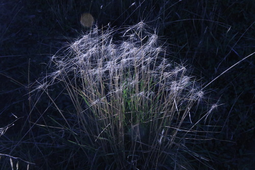 iNaturalist observation photo of wild ryes and wheatgrasses