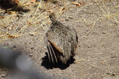 Nothoprocta perdicaria