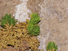 Calceolaria flavovirens