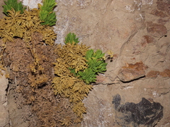 Calceolaria flavovirens