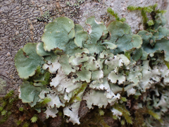 Cetrelia cetrarioides