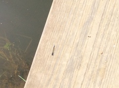 Ischnura cervula