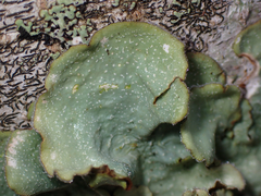 Cetrelia cetrarioides