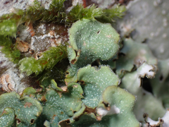 Cetrelia cetrarioides