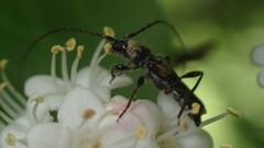 Molorchus bimaculatus