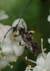 Molorchus bimaculatus