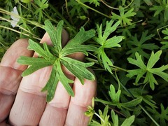 Geranium neglectum