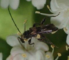 Molorchus bimaculatus