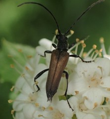 Trachysida mutabilis