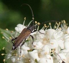 Trachysida mutabilis