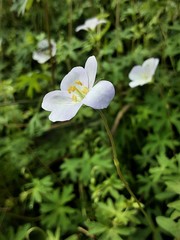 Geranium neglectum