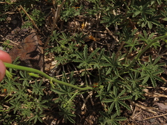 Argylia potentillifolia