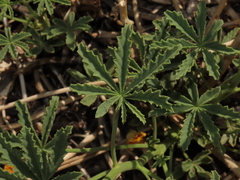 Argylia potentillifolia