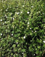 Geranium neglectum