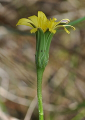 Microseris scapigera
