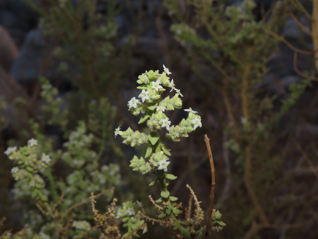 Lemon verbena