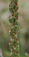 Plantago gaudichaudii